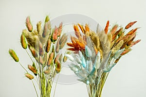 dried vegetable feathers of different colors prepared to serve as an ornament and decoration in houses and apartments