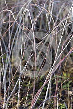 Dried Vines With Thorns In Direct Sunlight