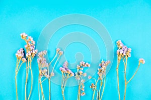 Dried violet statice flower on light blue background