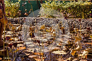 Dried water lilies on the lake. Lotuses have bloomed in the reserve