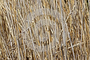 Dried Water Reed - Background