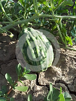 Dried watermelon fruit on a whip in field. drought on the field