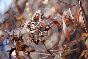 Dried Wattle Seeds