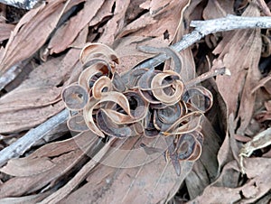 Dried wattleseed photo