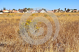 Dried weeds transitioning into newly built homes