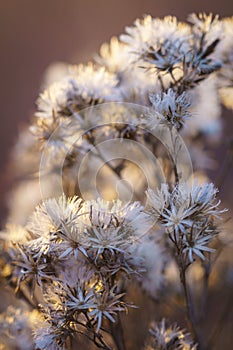 Dried Western Ironweed