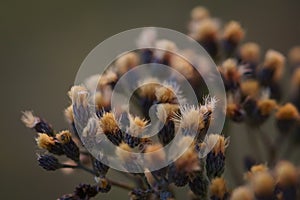 Dried Western Ironweed