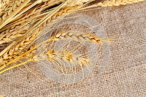 Dried wheat