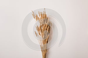 Dried wheat branches