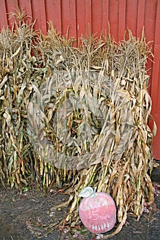 Dried Wheat and Corn Husks