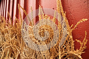 Dried Wheat and Corn Husks