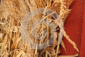 Dried Wheat and Corn Husks