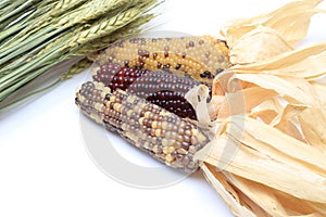 Dried wheat and corn