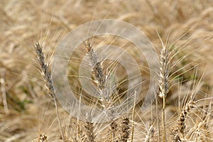 Wheat Crop in India