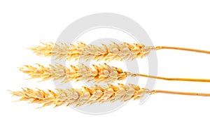 Horizontal wheat ears isolated on white background