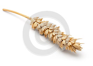 Dried Wheat Ear