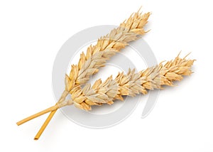 Dried Wheat Ear