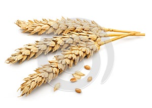 Dried Wheat Ear