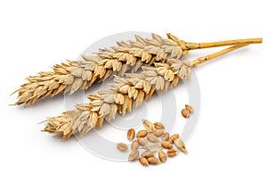 Dried Wheat Ear