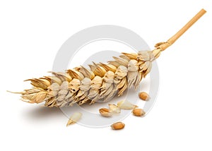 Dried Wheat Ear