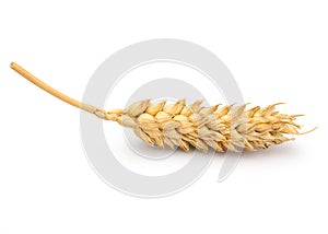 Dried Wheat Ear