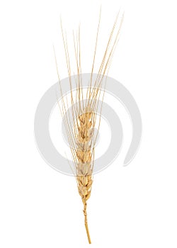 Dried Wheat Ear