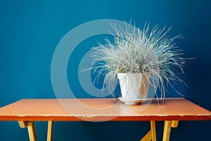 Dried wheat vase wood table ryegrass raaigras grass flowerpot orange blue wall white gray wan design concept interior withered