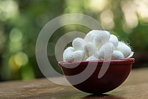 Dried white cocoon on nature background