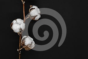 Dried white cotton flower blossoms on black background