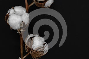 Dried white cotton flower blossoms on black background