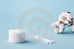 Dried white fluffy cotton flower cotton swabs and cotton pads on a blue background with copy space.