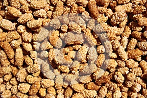 Dried white mulberries as a background