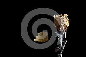 Dried white rose