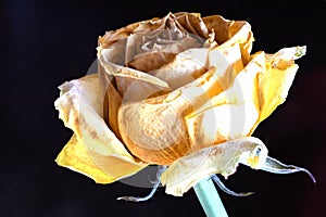 Dried White Rose close Up