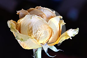 Dried White Rose close Up