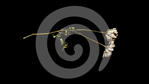 dried white rose flowers isolated on black background