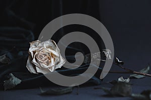 Dried white rose on gray background with dark velvet draping