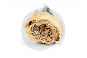 Dried white rose on white background