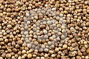 Dried whole brown cilantro or coriander seeds close up.