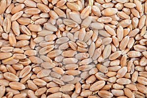 Dried whole grain kernels of wheat close-up. Wheat grain background
