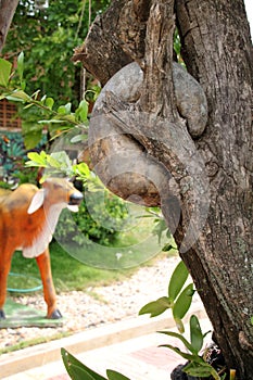 Essiccato Selvaggio zucca fra forcella alberi 