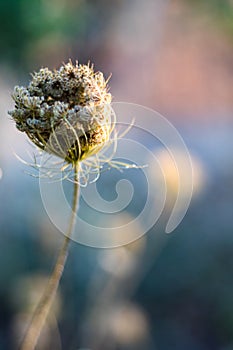 A dried wild carrot -Daucus carota