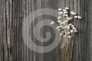 dried wild daisies