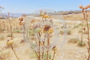 Dried wild flowers in the field, Jordan, summer time.