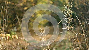 Dried wild flowers and grass in meadow in fall autumn or spring the bright golden rays of the sun with lens flare. tumn