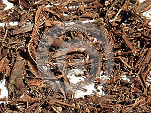 Mimosa hostilis root bark