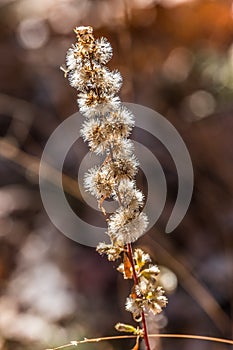 Dried wildflower in autumn