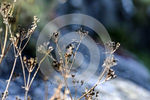 Dried wildflowers in the glade on a sunny summer day.