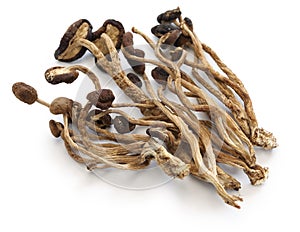 Dried willow tea tree mushrooms