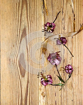 Dried wilted lilies on a dark wooden surface